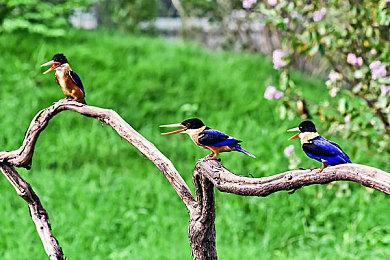 揭开马戏团疑案，侦探文字推理《双盲把戏》Demo首次公开