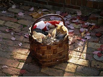 《老爹披萨店豪华版》Steam页面上线 发售日待定